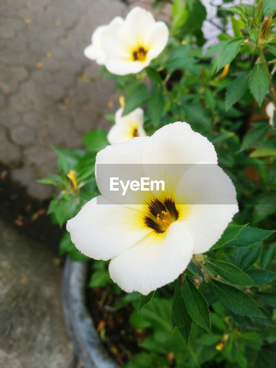 Close-up of white flowering plant