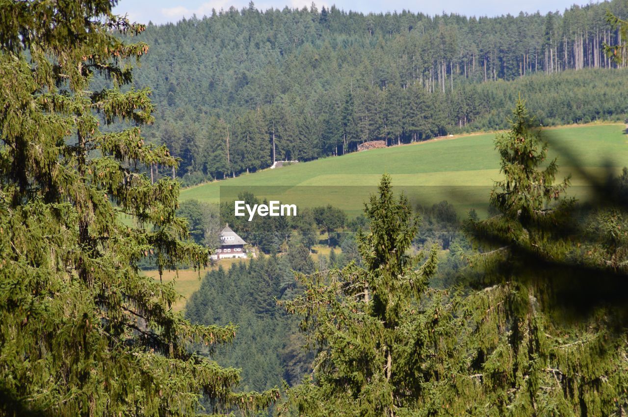 Scenic view of trees growing on field