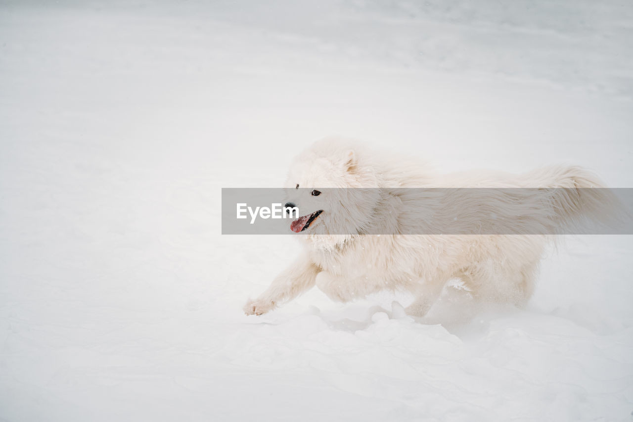 DOG RUNNING ON SNOW