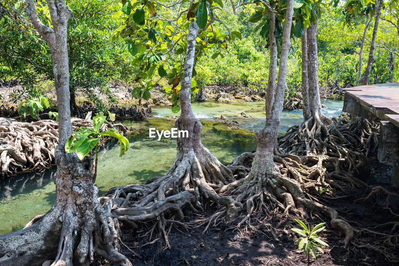 TREES ON FOREST