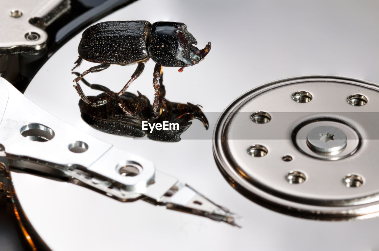 Close-up of beetle on hard drive