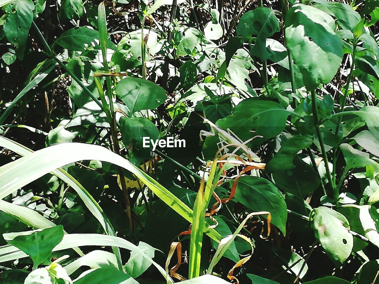 CLOSE-UP OF PLANT GROWING IN TREE