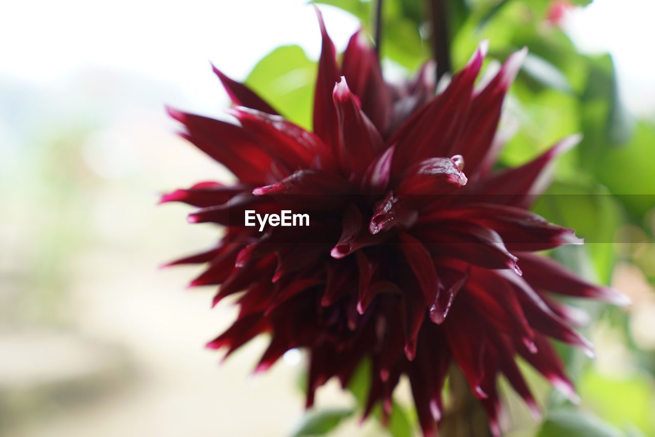 CLOSE-UP OF RED FLOWER BLOOMING