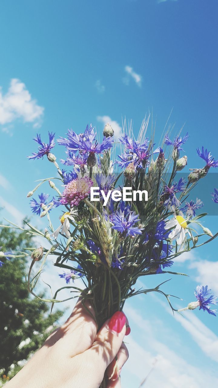 Cropped hand holding flowers against blue sky on sunny day