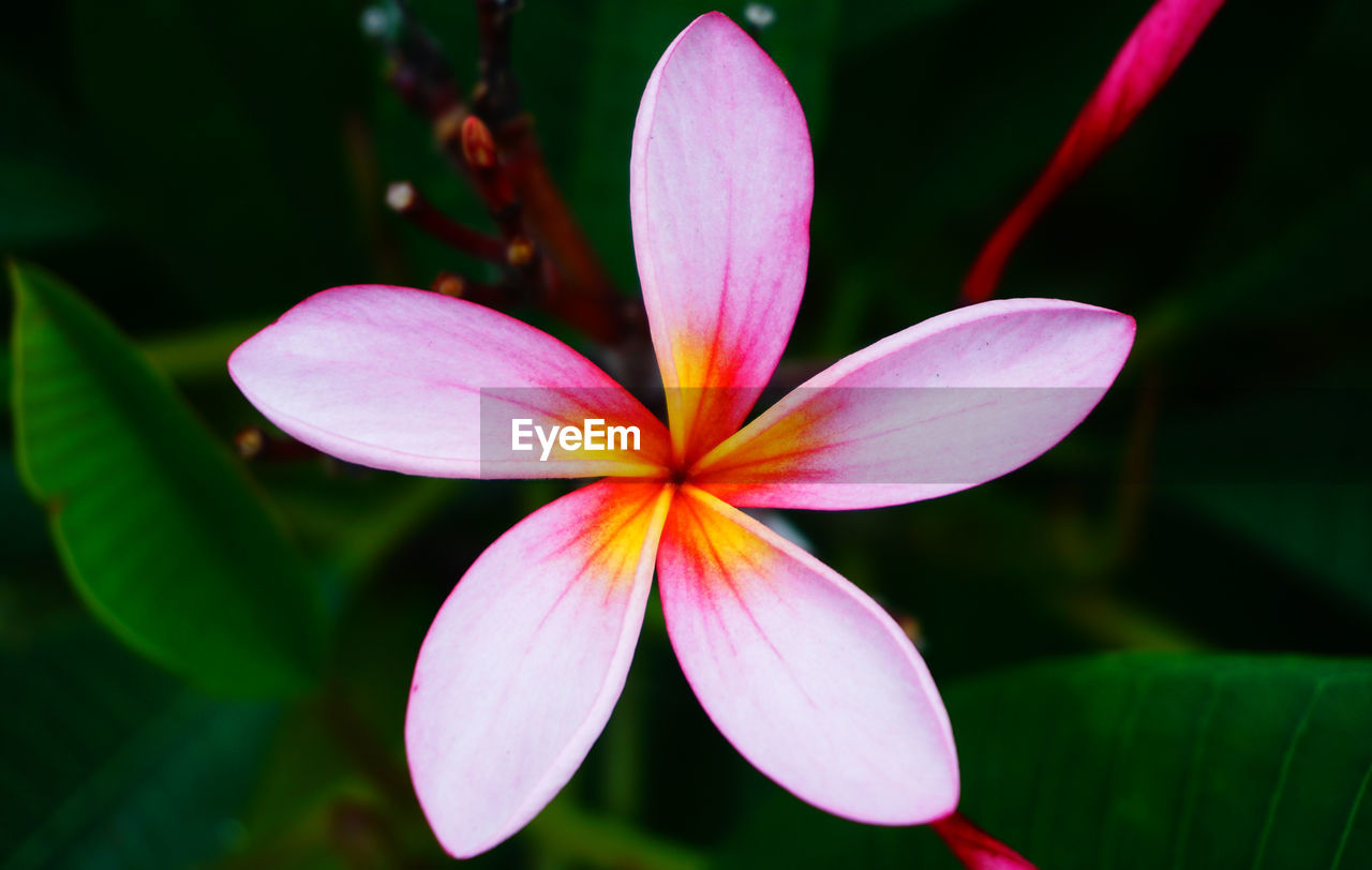 Close-up of pink flower