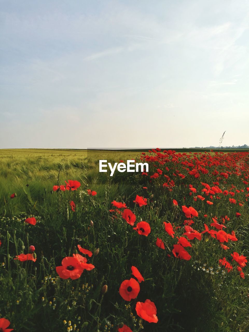 Scenic view of poppy field against sky