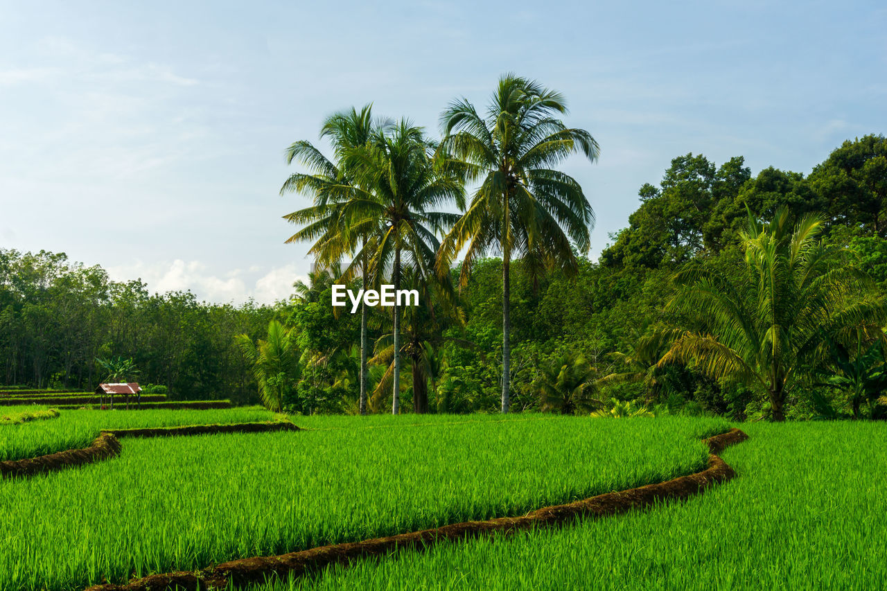 Panoramic view of the beautiful agricultural sector in the blue sky in the morning