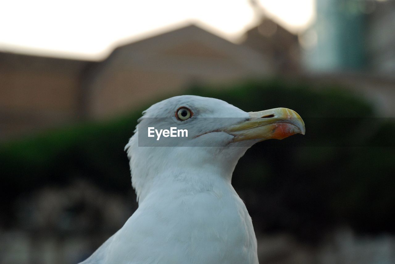 CLOSE-UP OF WHITE BIRD