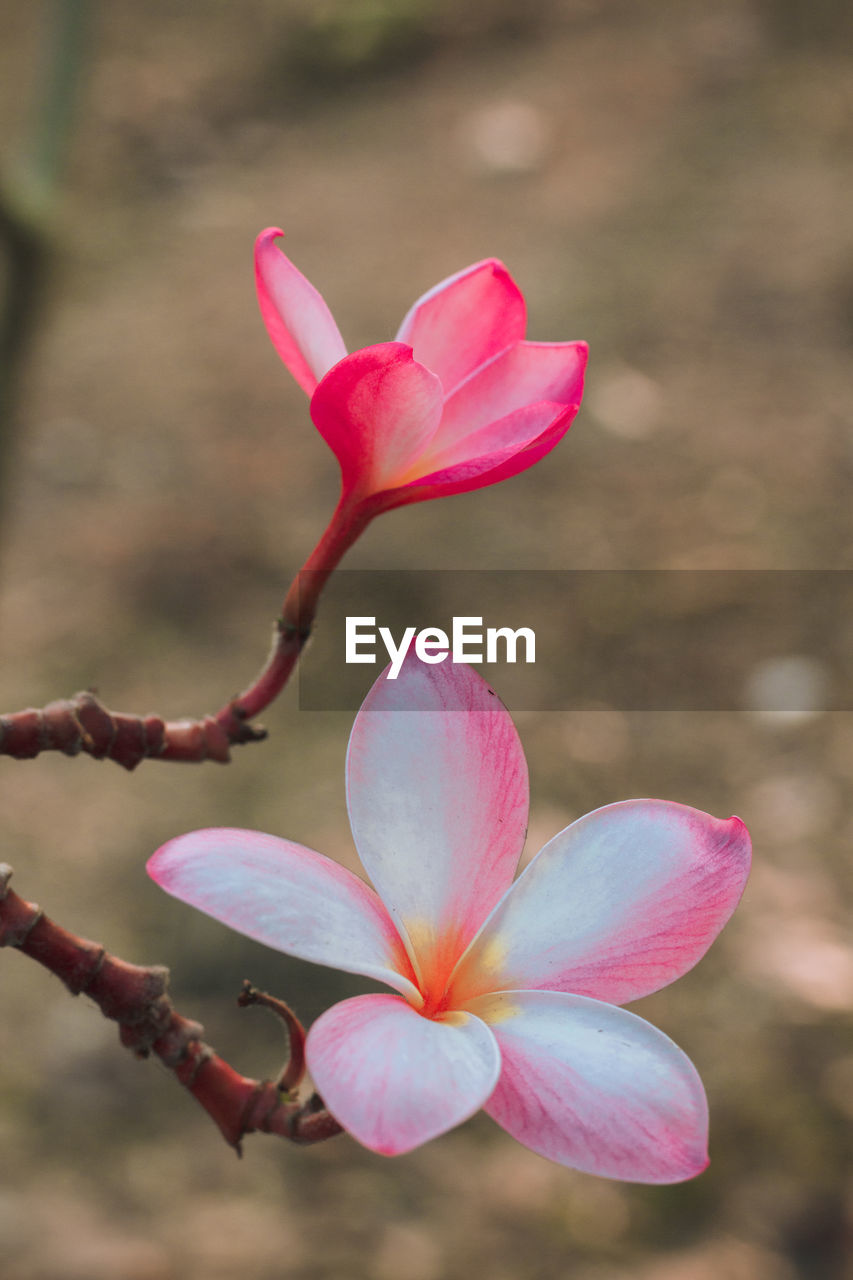 Close-up of pink flower