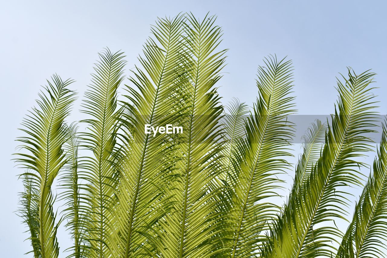 CLOSE-UP OF PALM TREE AGAINST SKY