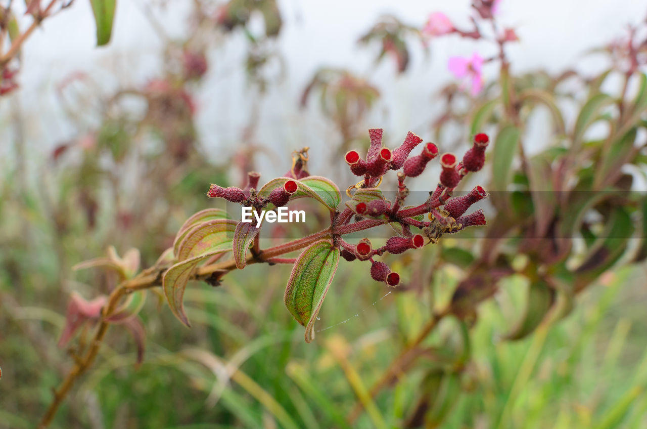 Close-up of red flowers