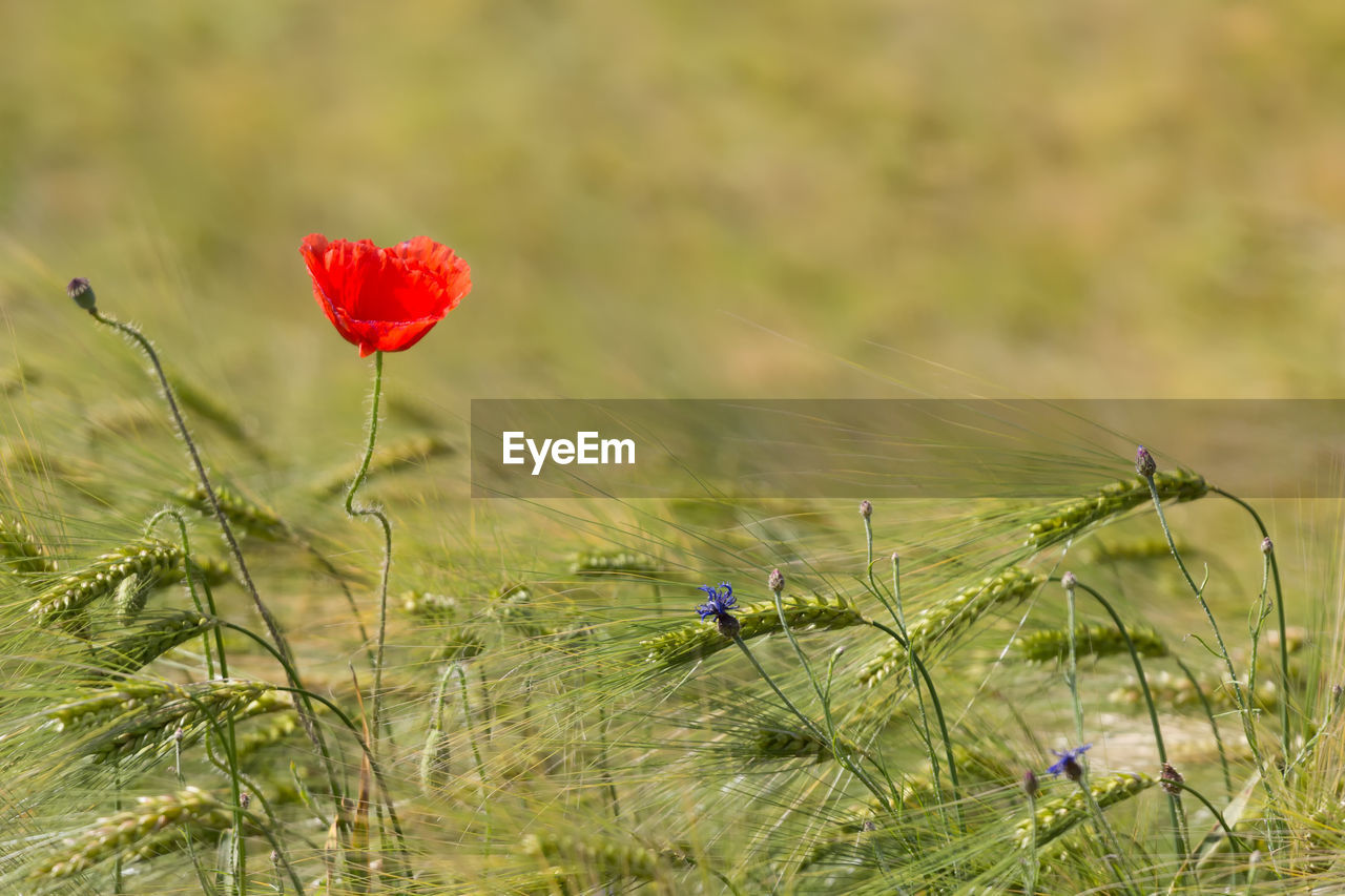 CLOSE-UP OF RED POPPIES ON FIELD