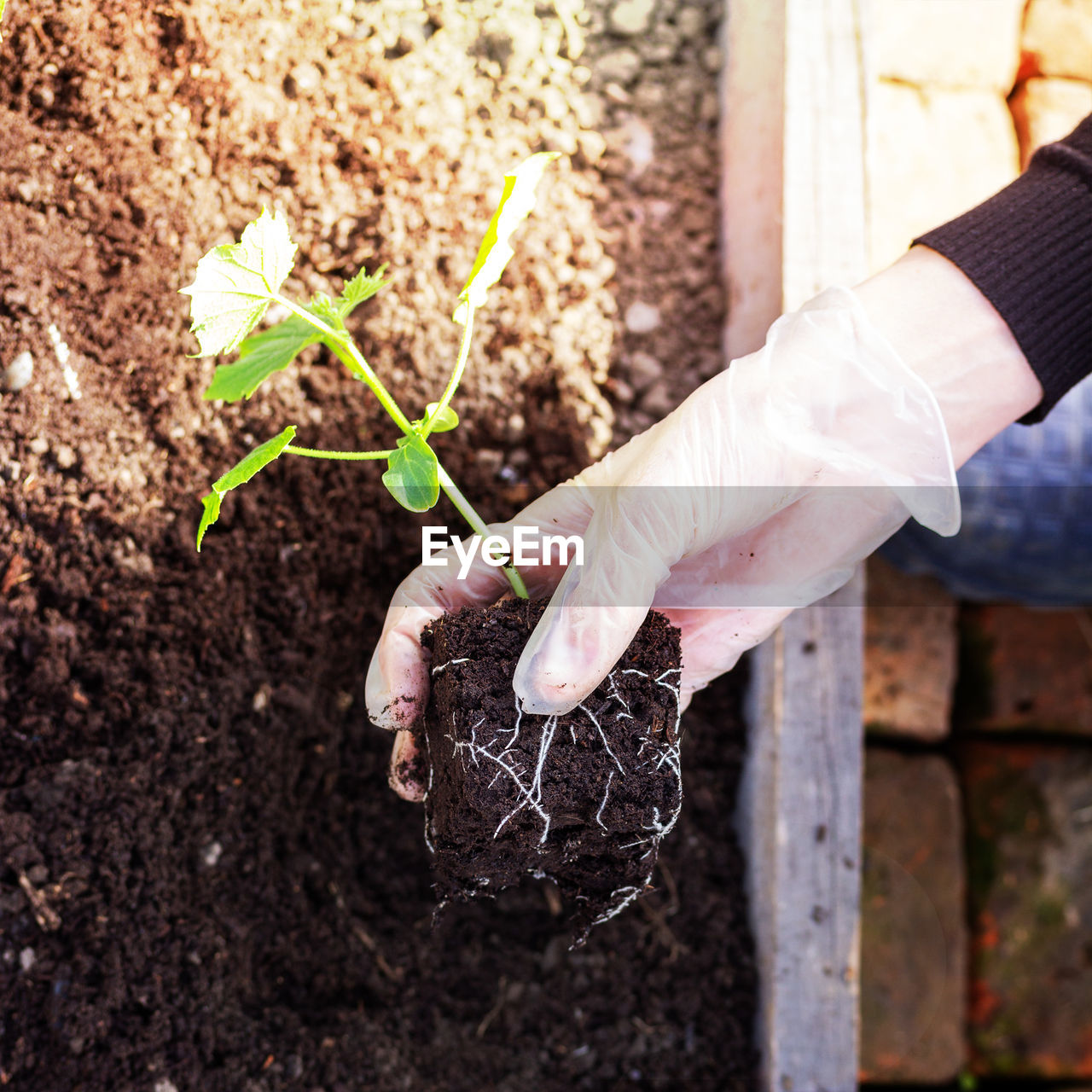 A woman's hand in a glove plants cucumber seedlings in the soil in a greenhouse on a spring day