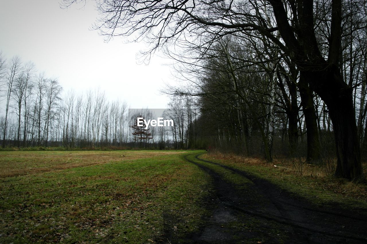 Grassy field and bare trees against clear sky