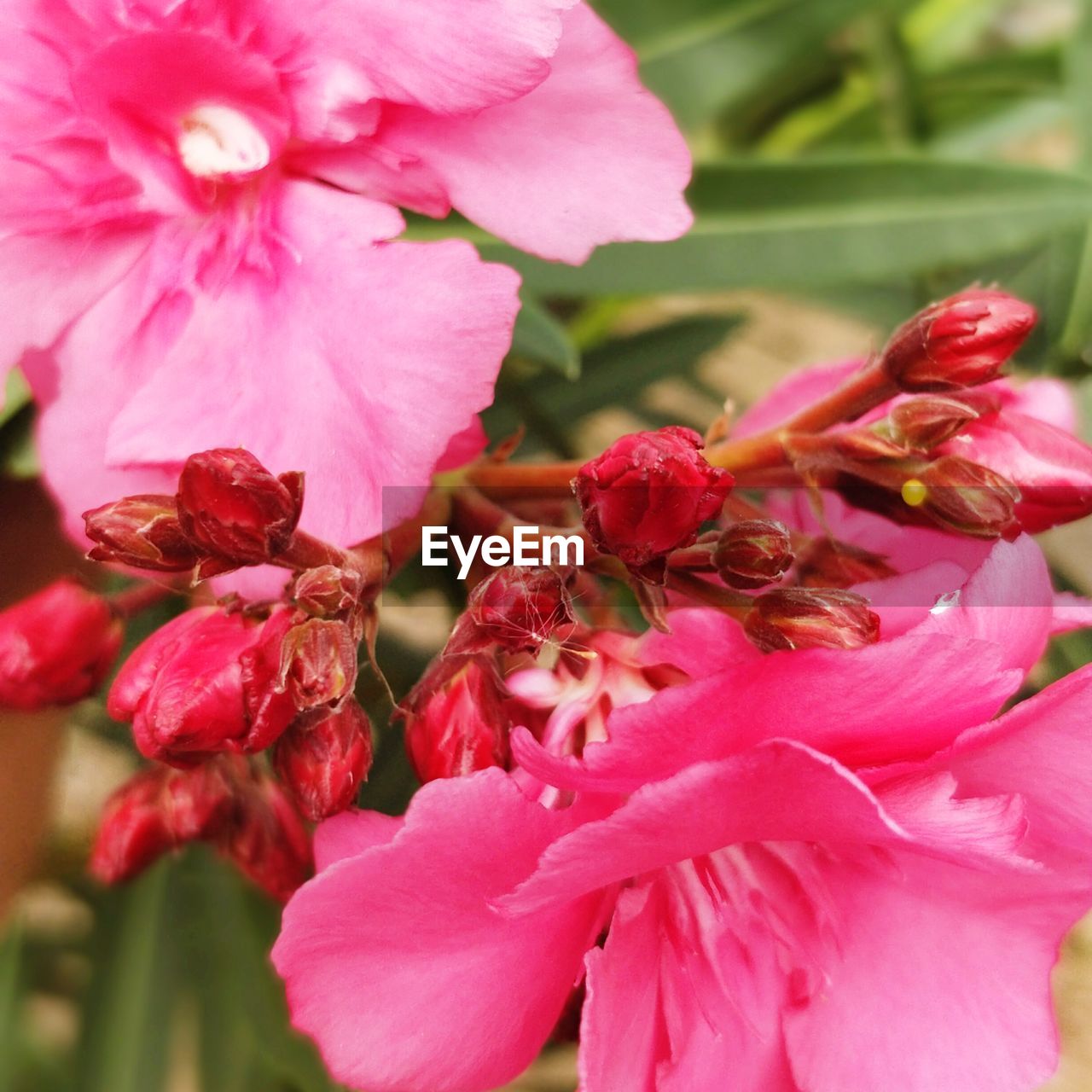 PINK FLOWERS BLOOMING OUTDOORS