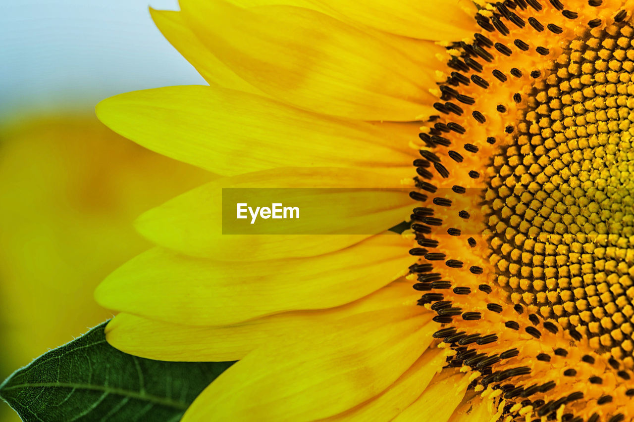 Close-up of sunflower