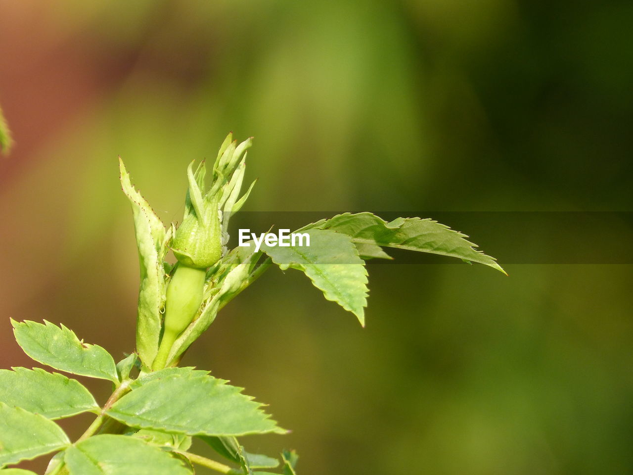 CLOSE-UP OF FRESH LEAVES