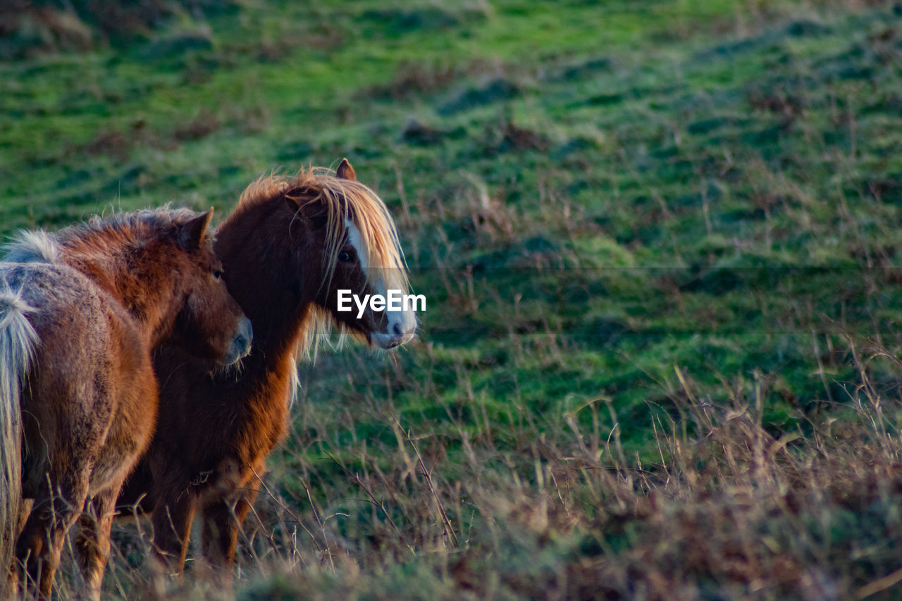 animal themes, animal, mammal, grass, one animal, domestic animals, pasture, pet, animal wildlife, livestock, field, plant, rural area, land, horse, grazing, wildlife, prairie, nature, no people, meadow, brown, cattle, day, outdoors, grassland, herd, standing, landscape, side view, environment