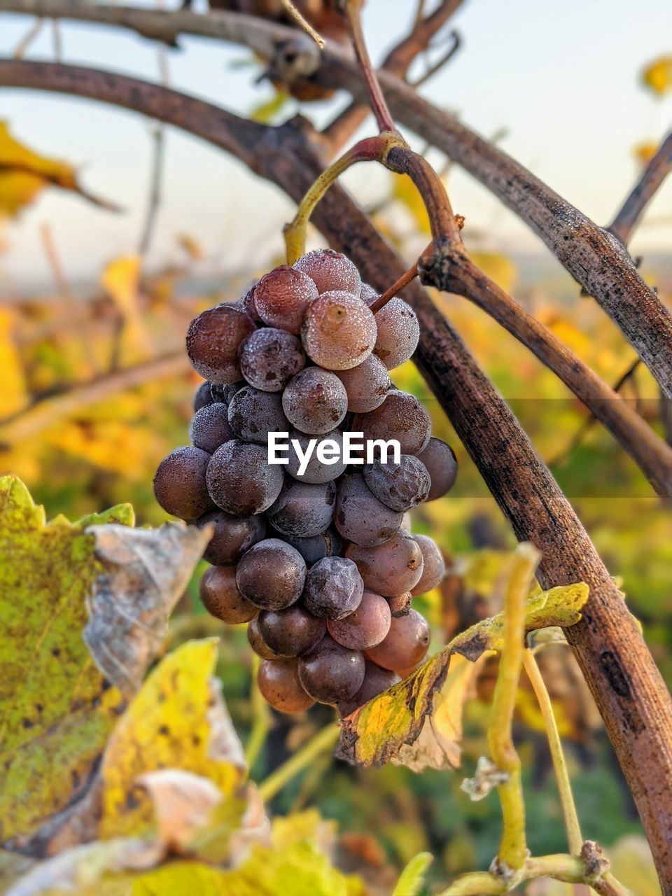 Frozen grapes in a vineyard in early morning