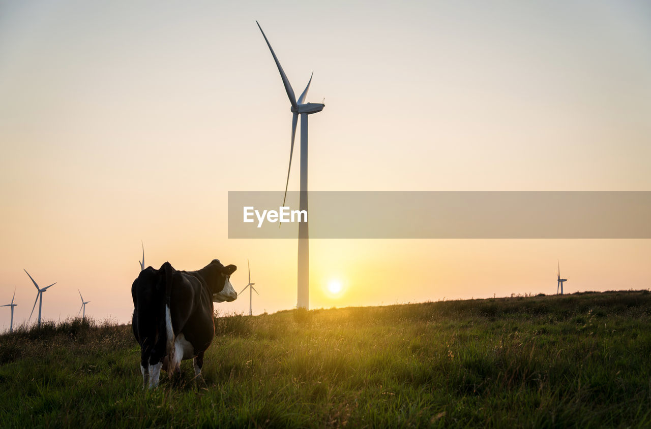 Cow and wind turbines at sunset