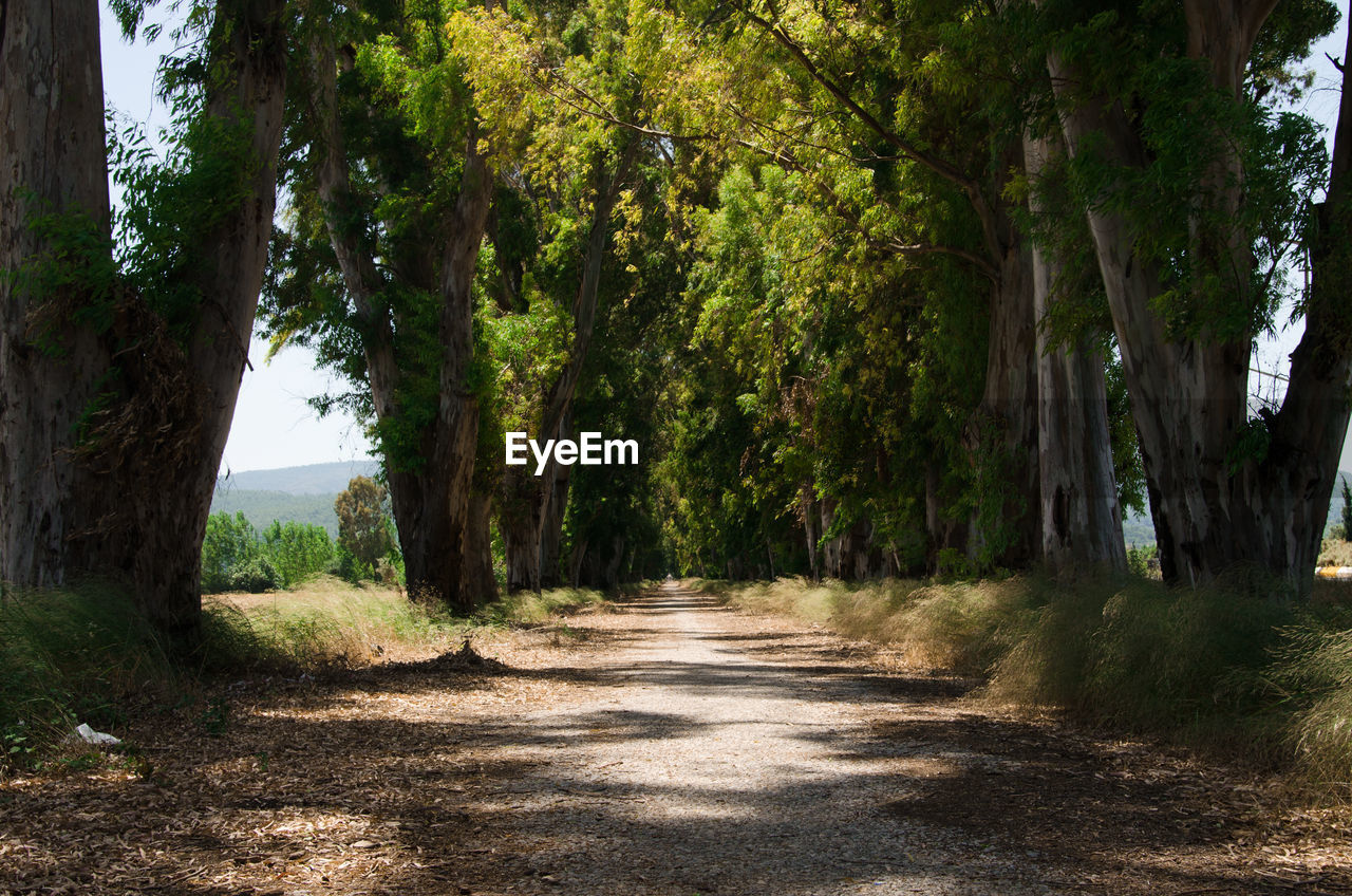 Empty country road