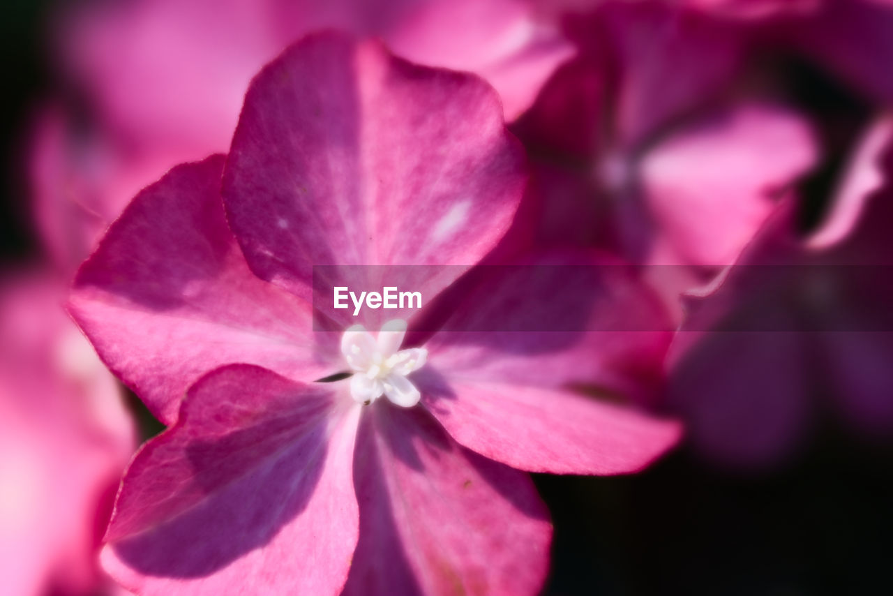 Pink hydrangea bloom close up