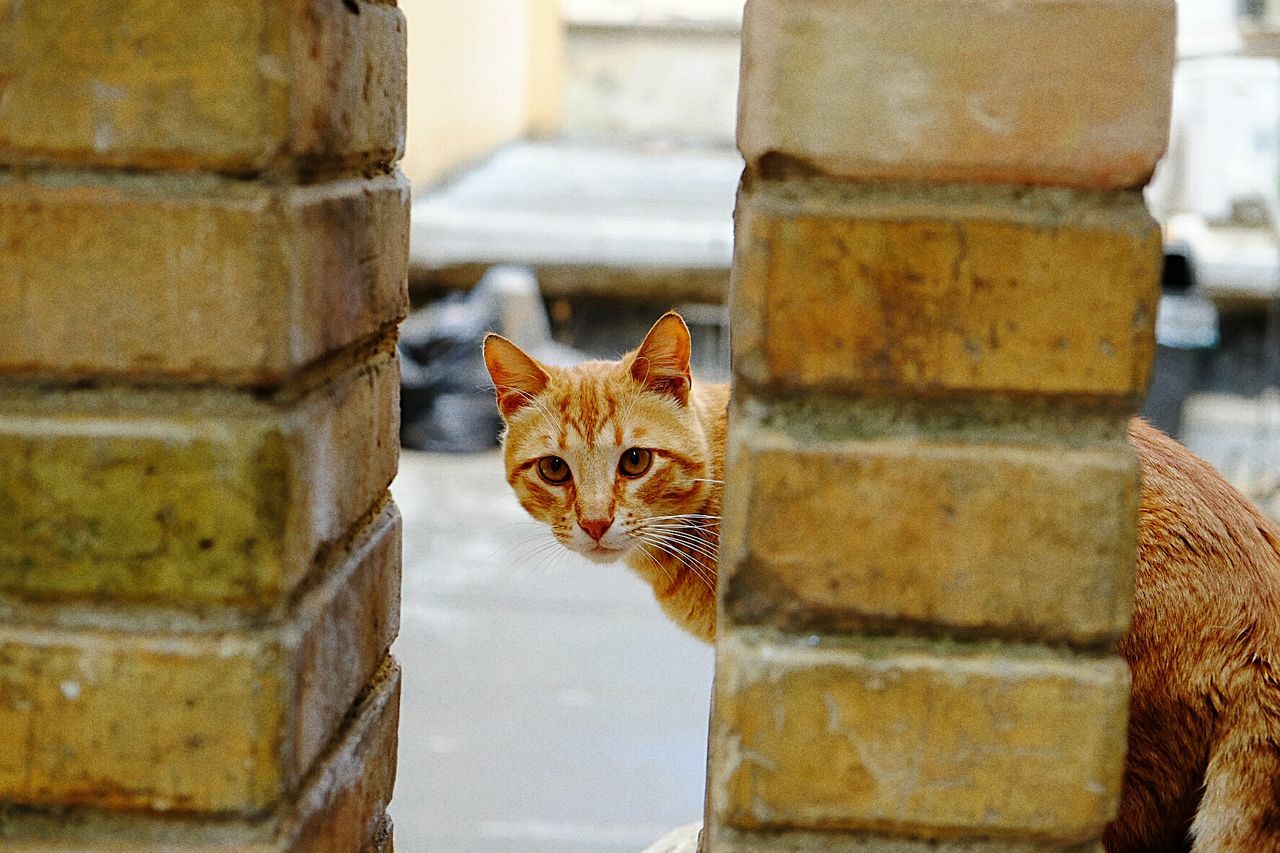 PORTRAIT OF CAT LOOKING UP AGAINST WALL