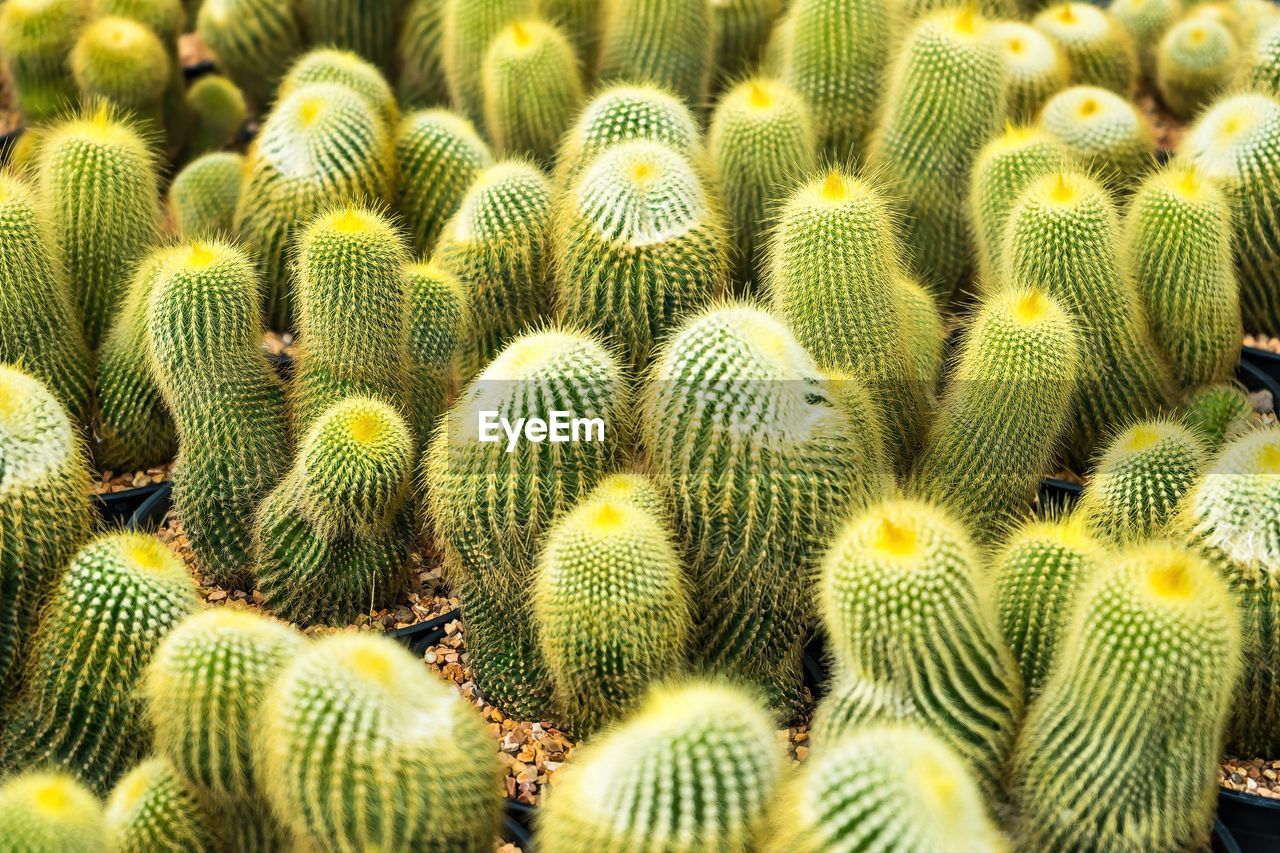 green, full frame, growth, no people, plant, beauty in nature, succulent plant, backgrounds, cactus, flower, nature, close-up, thorn, day, pattern, spiked, barrel cactus, outdoors, abundance, sharp, food, land