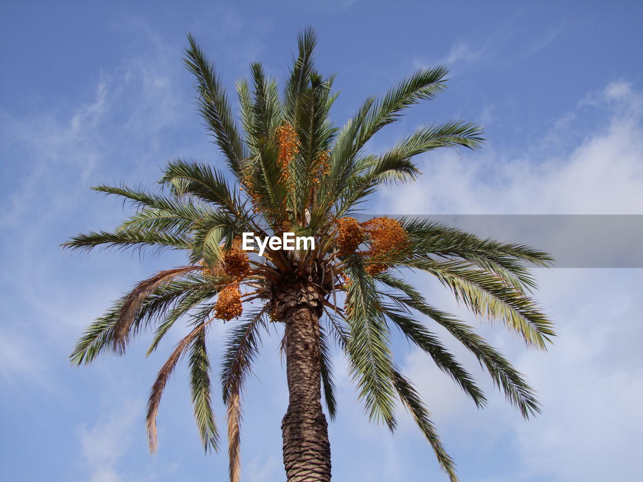 Low angle view of palm tree against sky