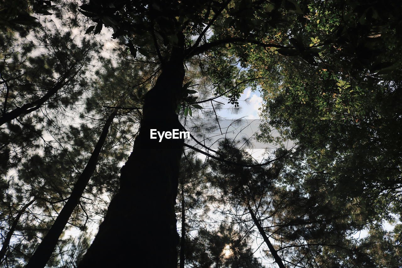 LOW ANGLE VIEW OF SILHOUETTE TREES AGAINST SKY