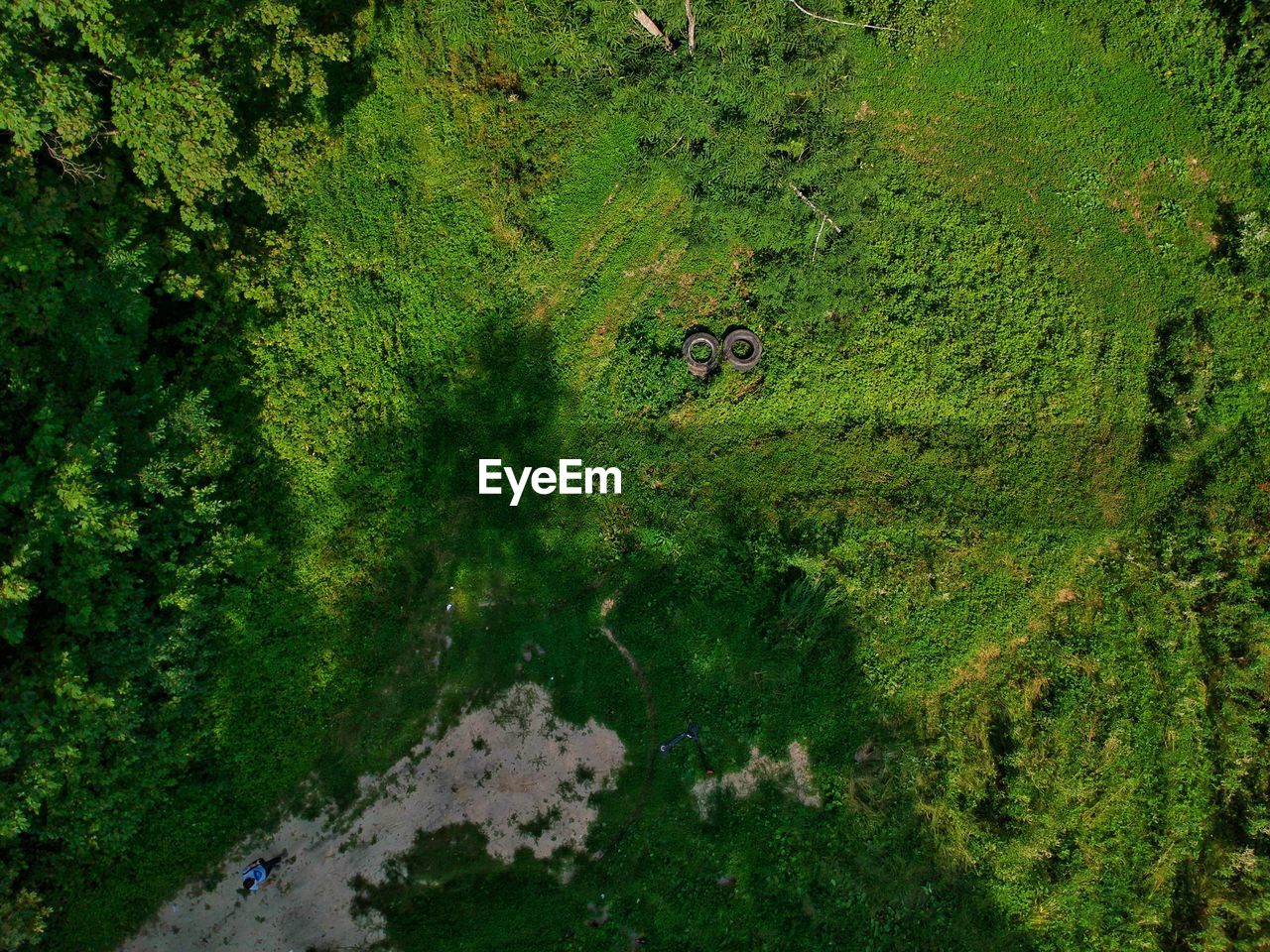 High angle view of plants in forest