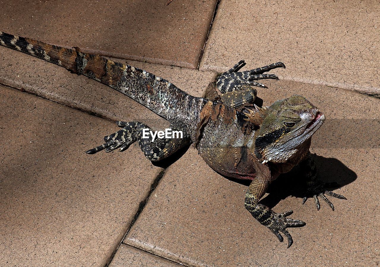 CLOSE-UP OF A LIZARD ON WALL