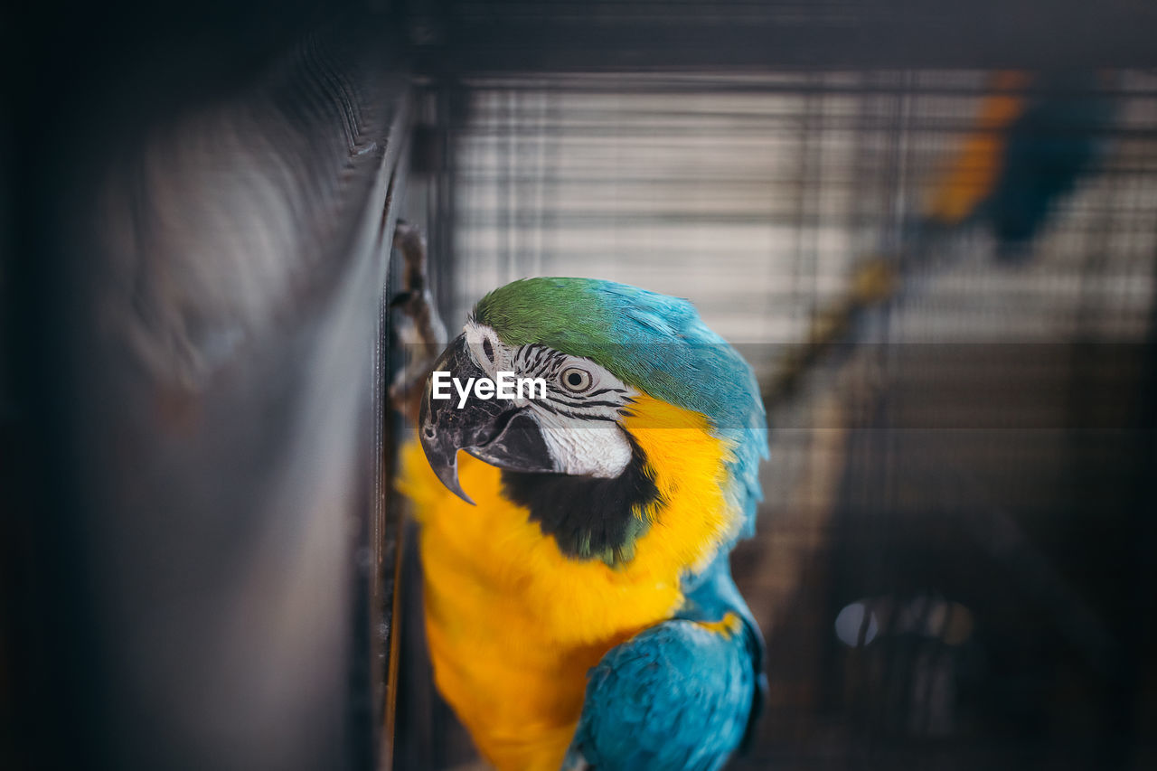 CLOSE-UP OF A BIRD IN CAGE