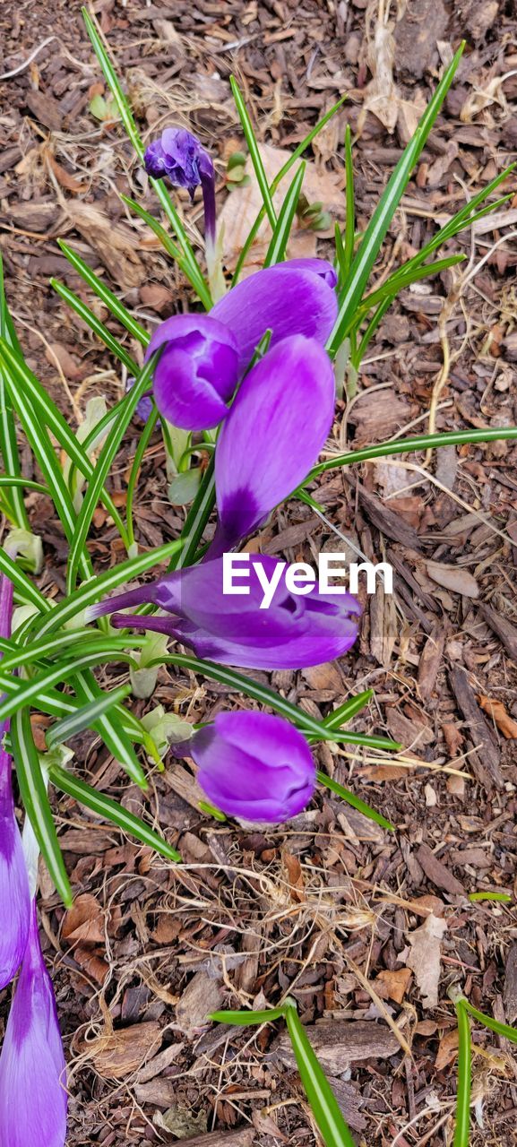 plant, flower, flowering plant, crocus, beauty in nature, purple, freshness, growth, iris, fragility, petal, land, nature, field, close-up, inflorescence, flower head, high angle view, day, no people, wildflower, outdoors, springtime, leaf, plant part, grass, botany, blossom