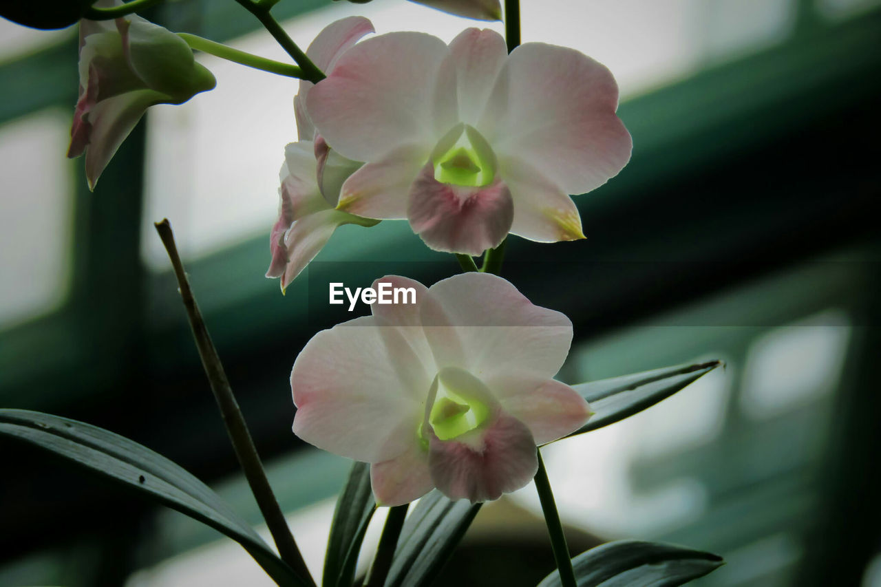 Close-up of white flower