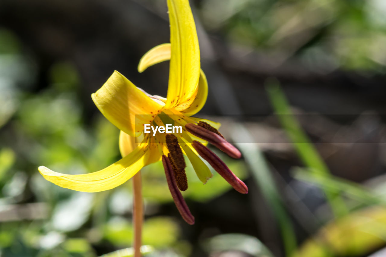 Close-up of trout lily flower