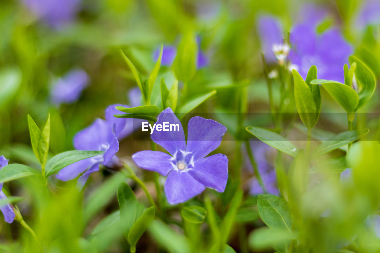 Close-up of purple flowering plants