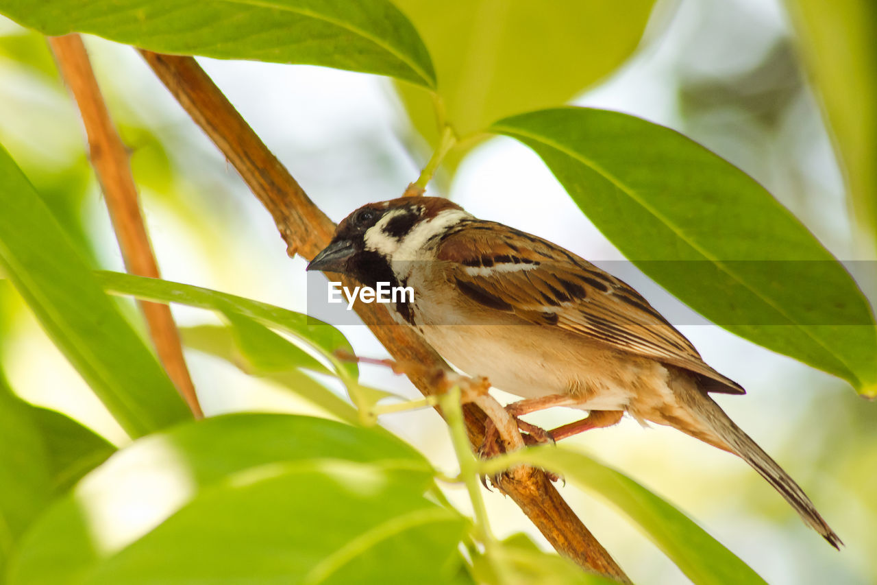 Close-up of bird perching on plant