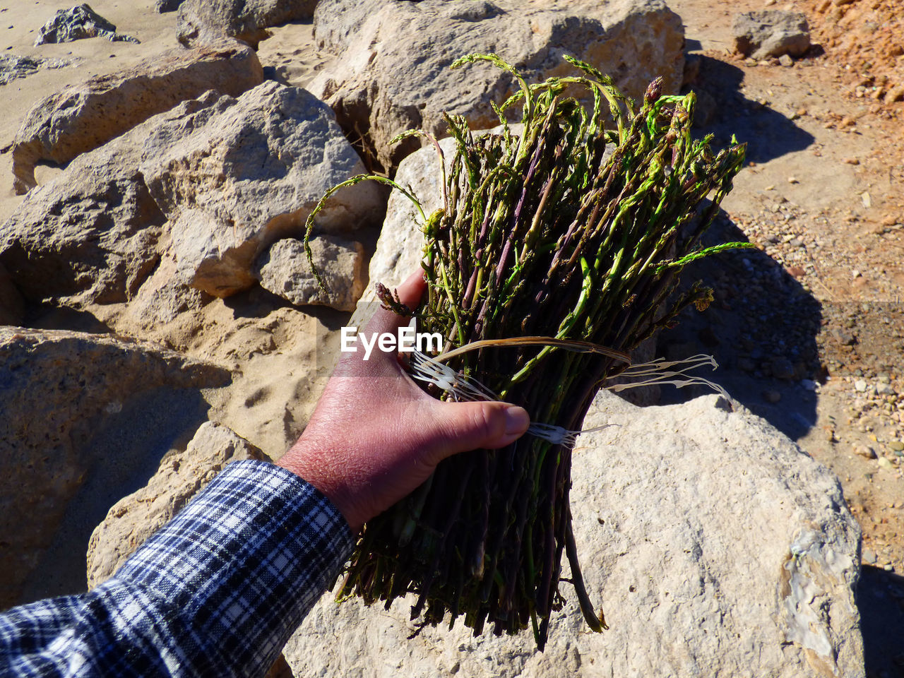 Cropped hand of man holding asparagus on rock