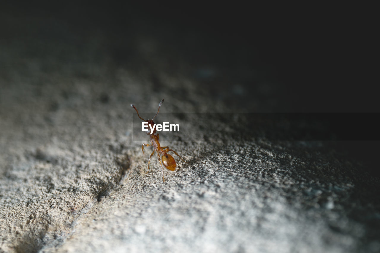 CLOSE-UP OF INSECT ON A BLURRED BACKGROUND