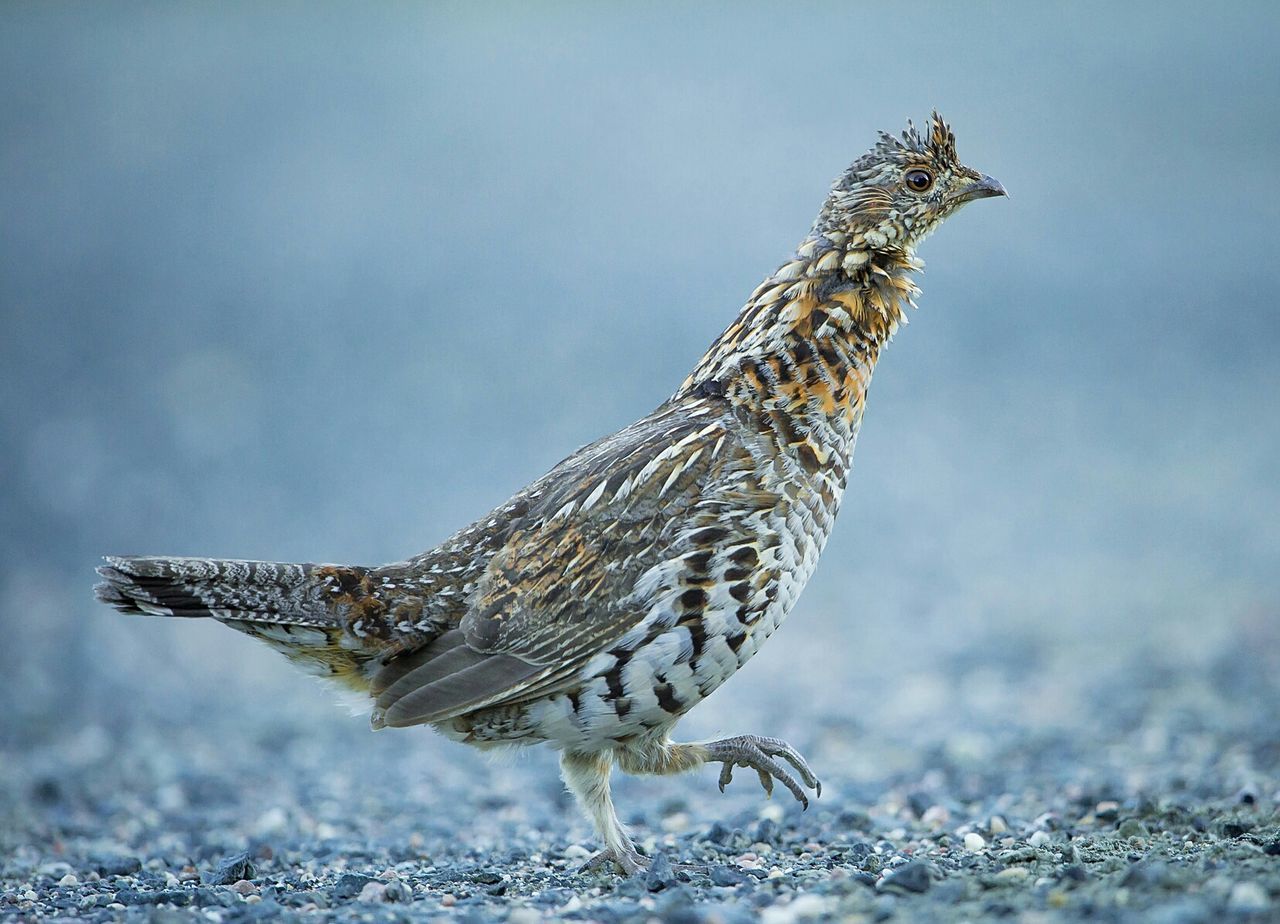 Bird walking outdoors