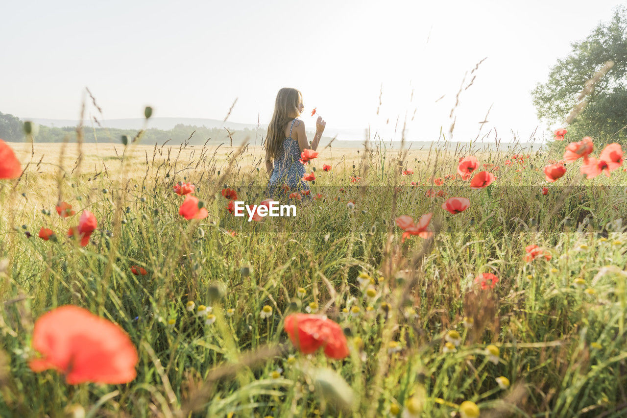 Girl standing and smelling poppy flower in field