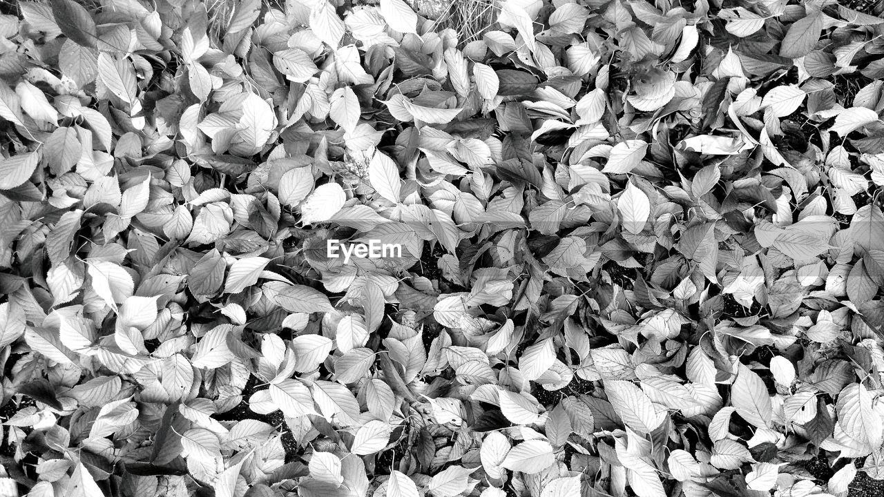 FULL FRAME SHOT OF FRESH GREEN LEAVES