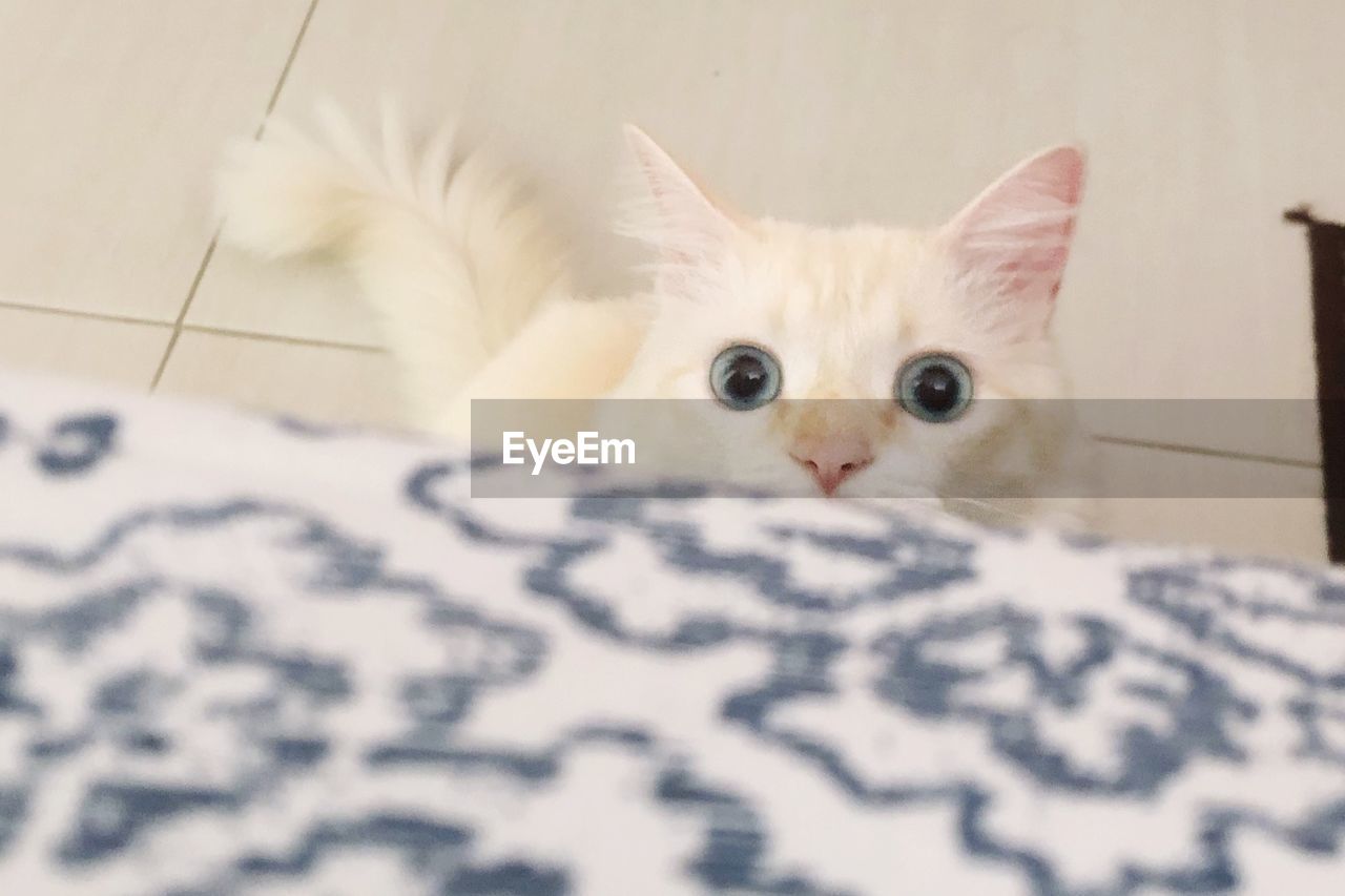 CLOSE-UP PORTRAIT OF WHITE CAT