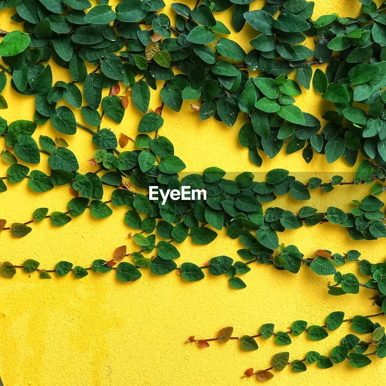 CLOSE-UP OF YELLOW LEAVES ON WALL