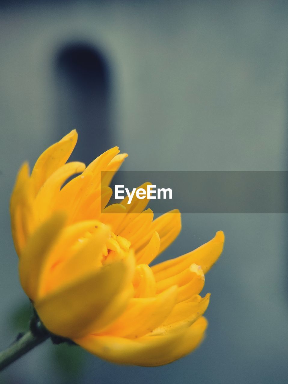 Close-up of yellow flowering plant 