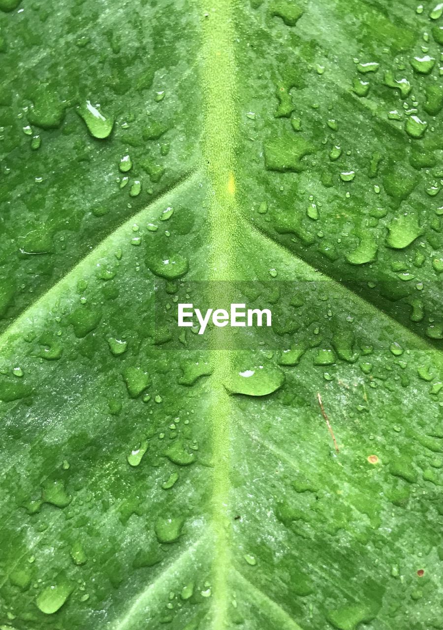 green, drop, wet, leaf, water, plant part, no people, close-up, full frame, nature, backgrounds, plant, leaf vein, growth, rain, beauty in nature, freshness, plant stem, day, outdoors, raindrop, dew, flower, textured, pattern, rainy season