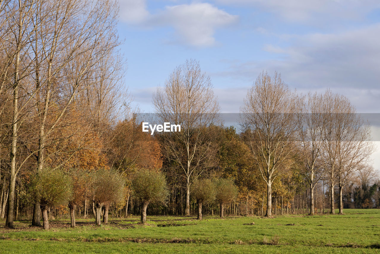TREES GROWING ON FIELD AGAINST SKY