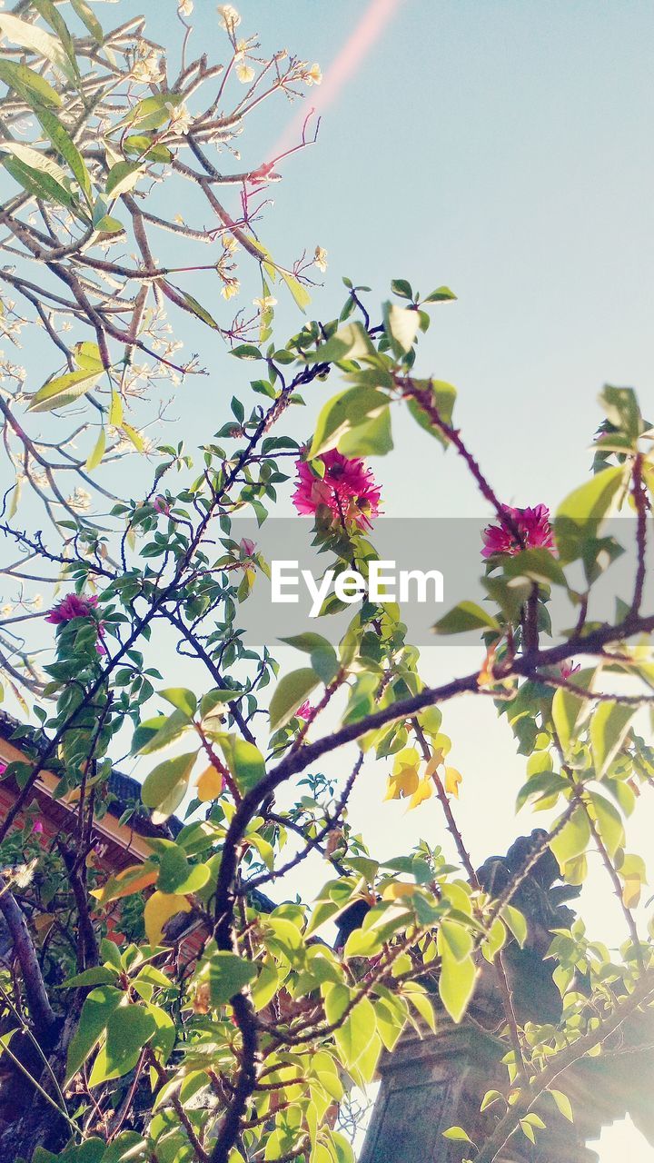 LOW ANGLE VIEW OF FLOWER TREE AGAINST CLEAR SKY