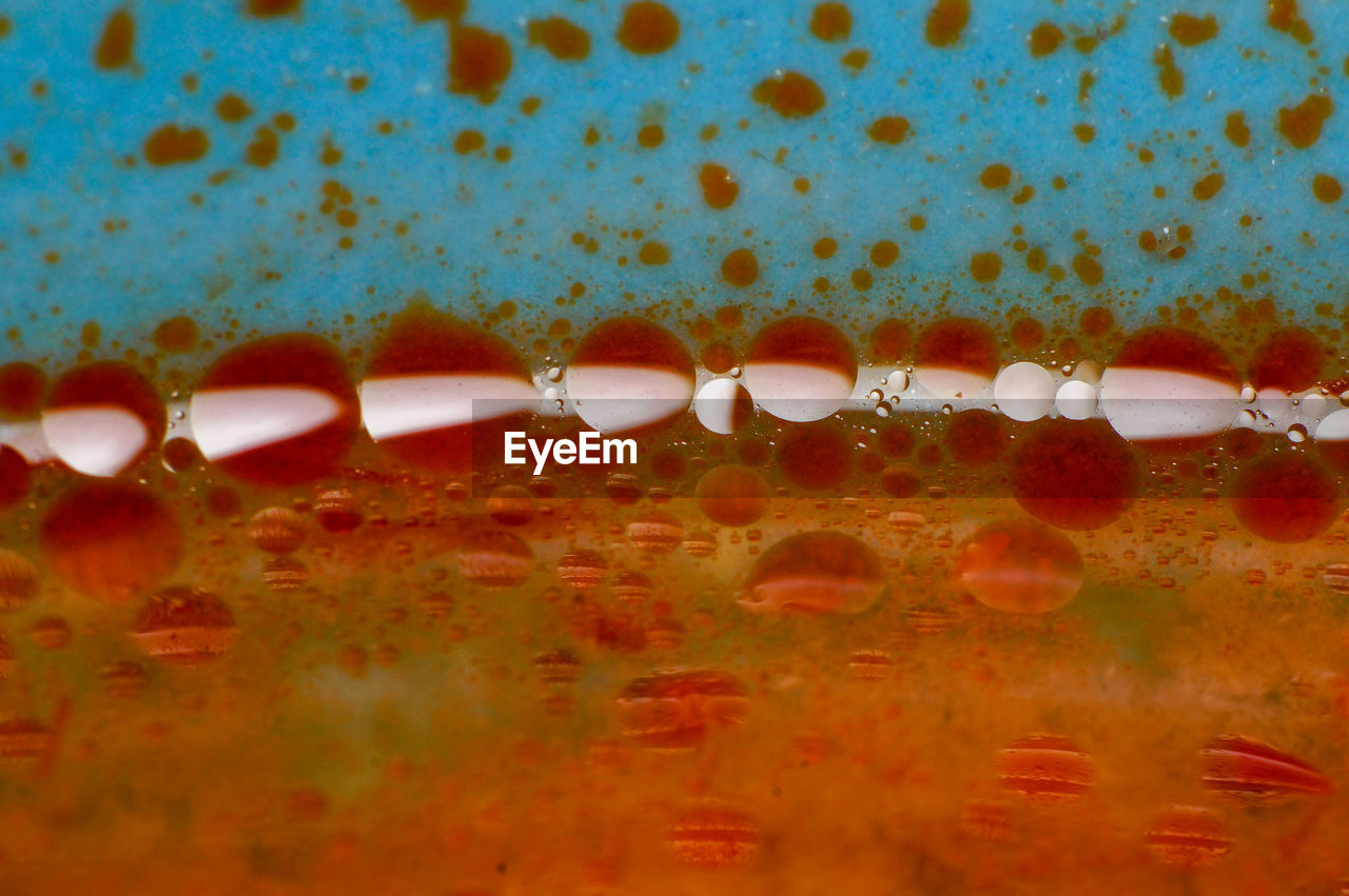 CLOSE-UP OF WATER DROP ON LEAF